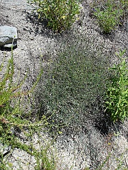 porophyllum gracile